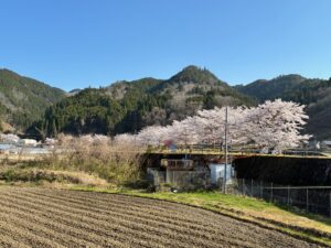 京北「百本桜」